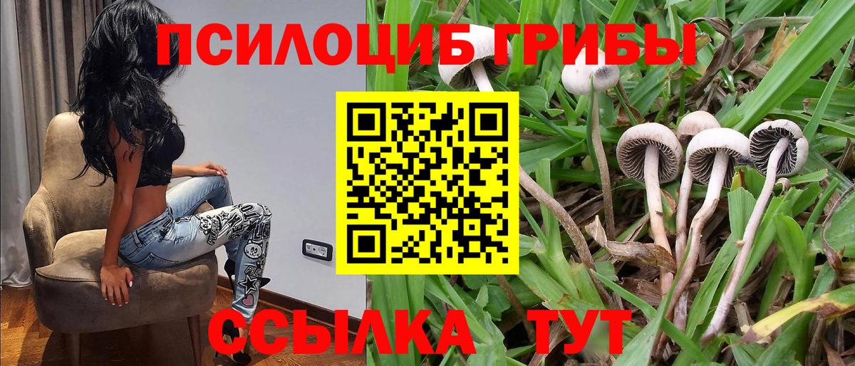Галлюциногенные грибы Psilocybine cubensis Кириши